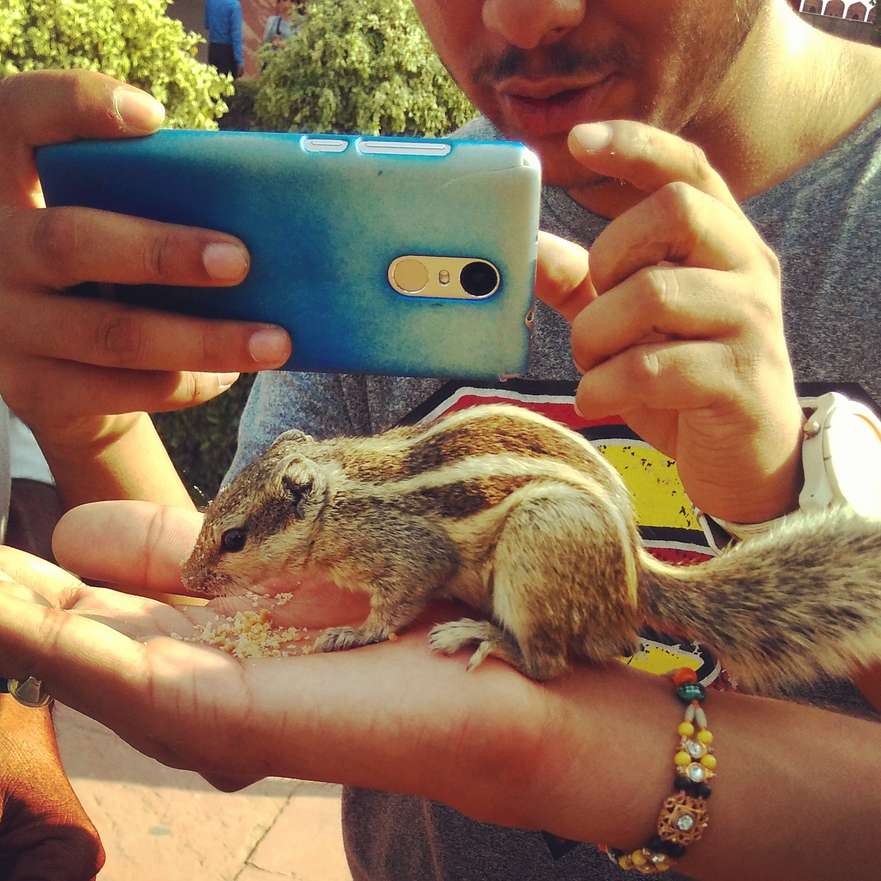 Squirrel